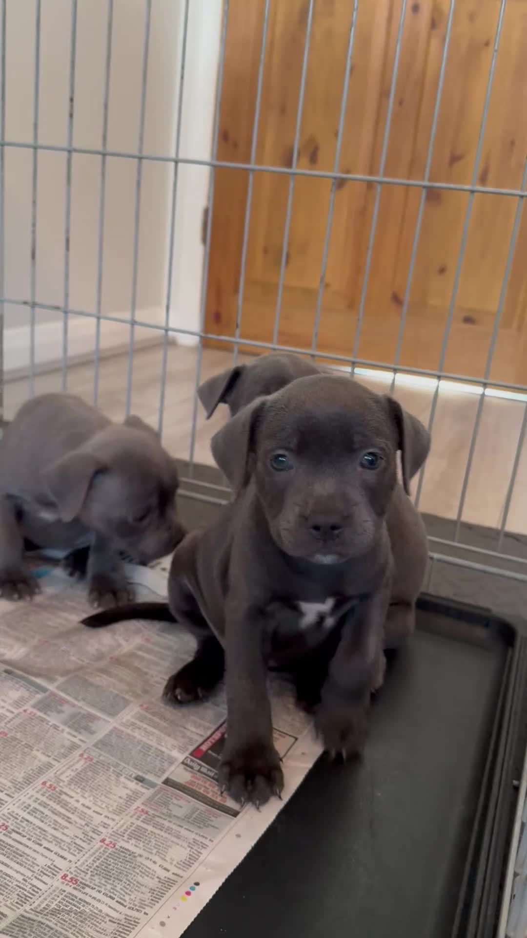Staffordshire Bull Terrier dogs for sale: Blue Staffordshire Bull Terrier - Video 1