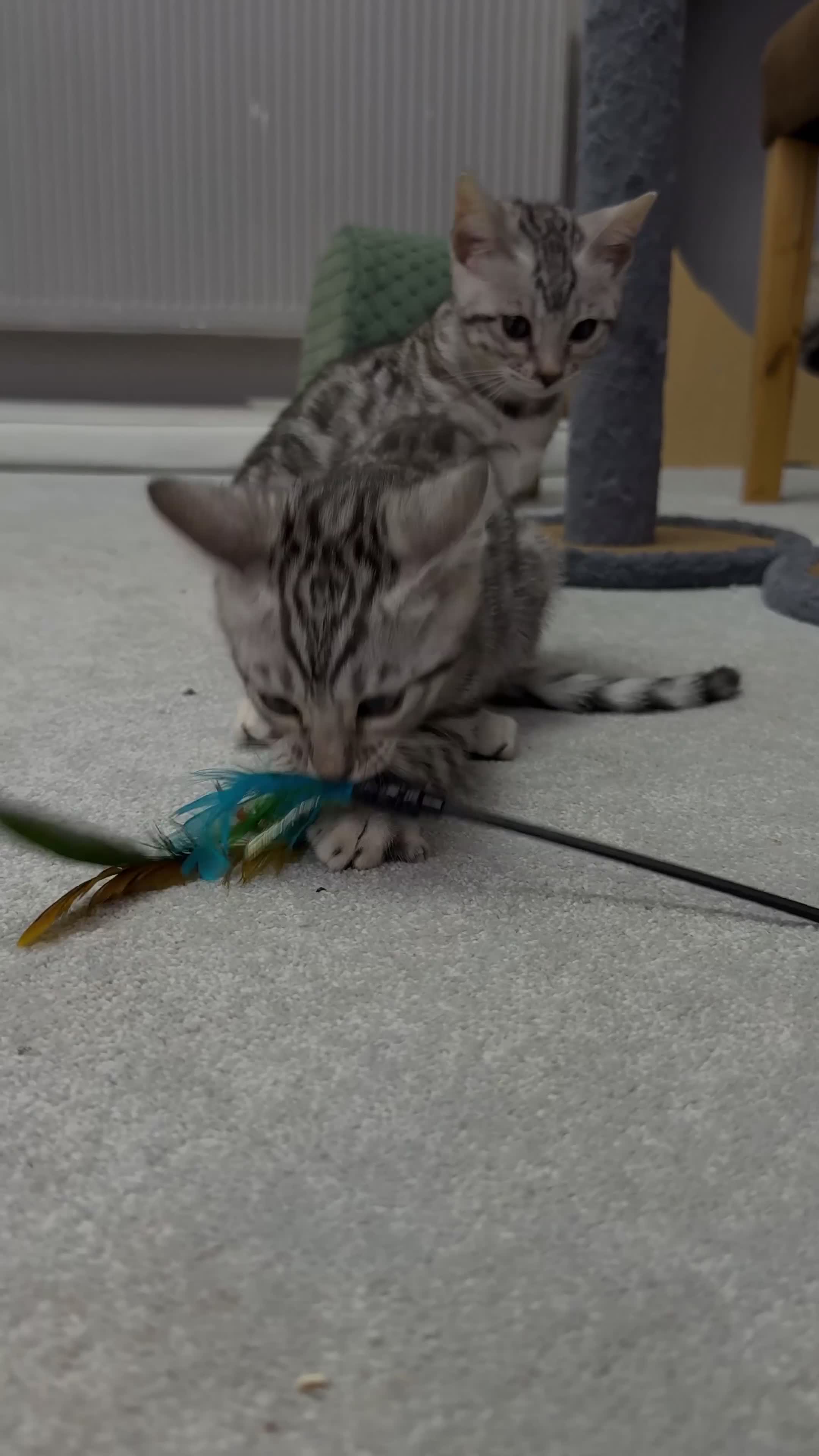 Bengal cats for sale: Bengal kittens🐆 - Video 1