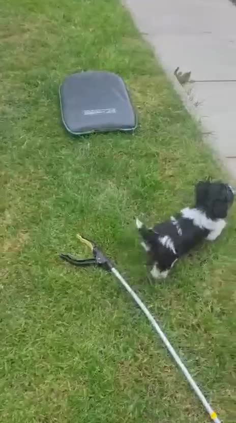 Shorkie dogs for sale: 4 beautiful shorkie pups fully vaccinated  - Video 3