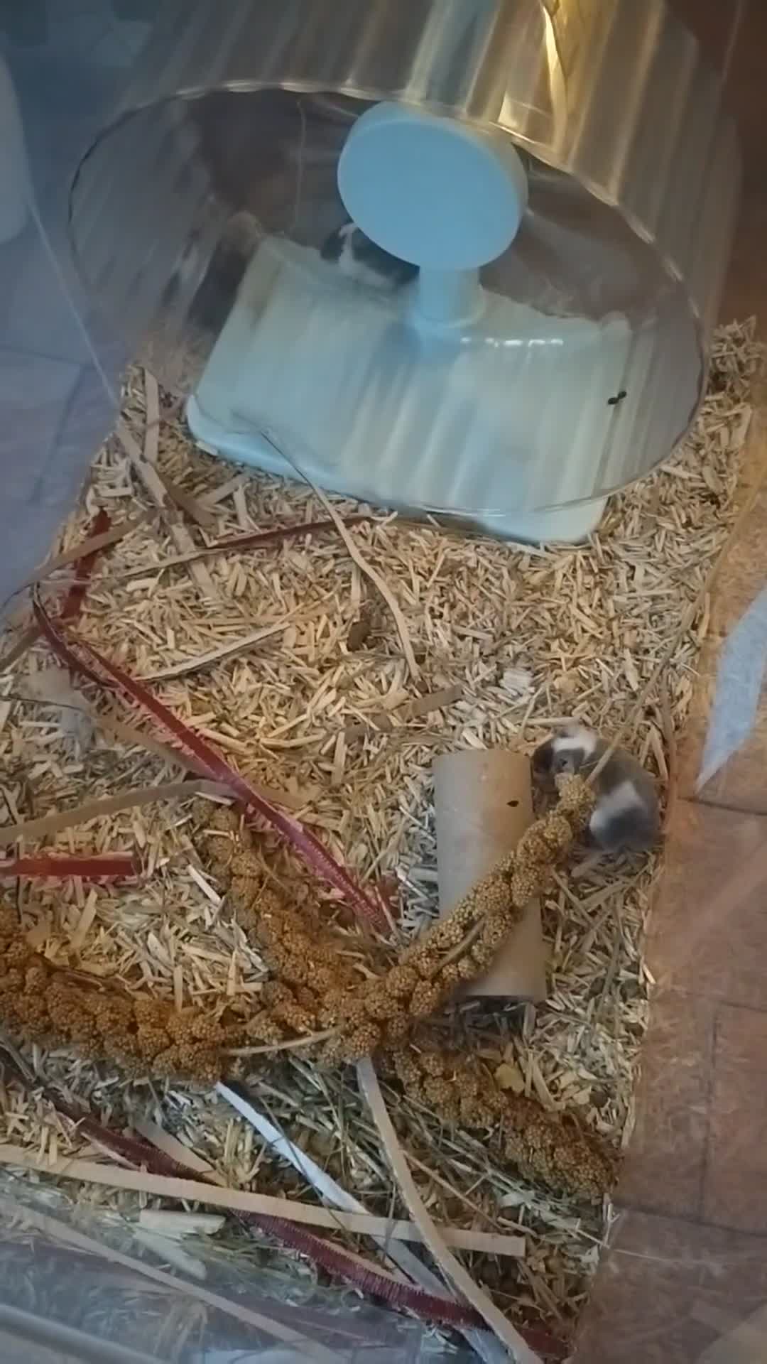 Mouse rodents for sale: 3 male fancy mice for sale in Henfield - Video 2