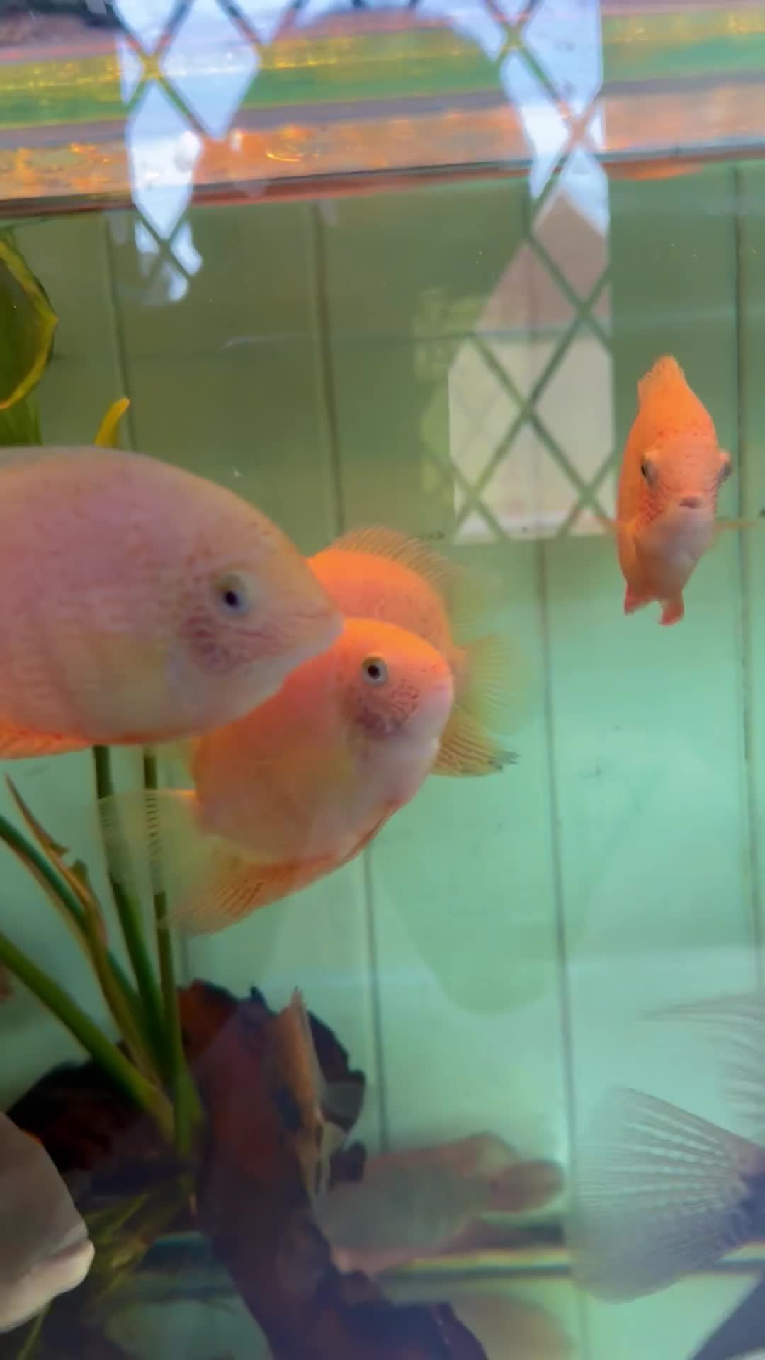 Cichlids fish for sale: Gold severum - Video 1