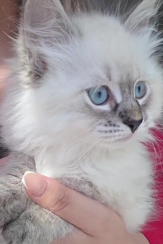 Siberian cats for sale: 🤩Pedigree registered Champion bloodline🤩  - Video 1
