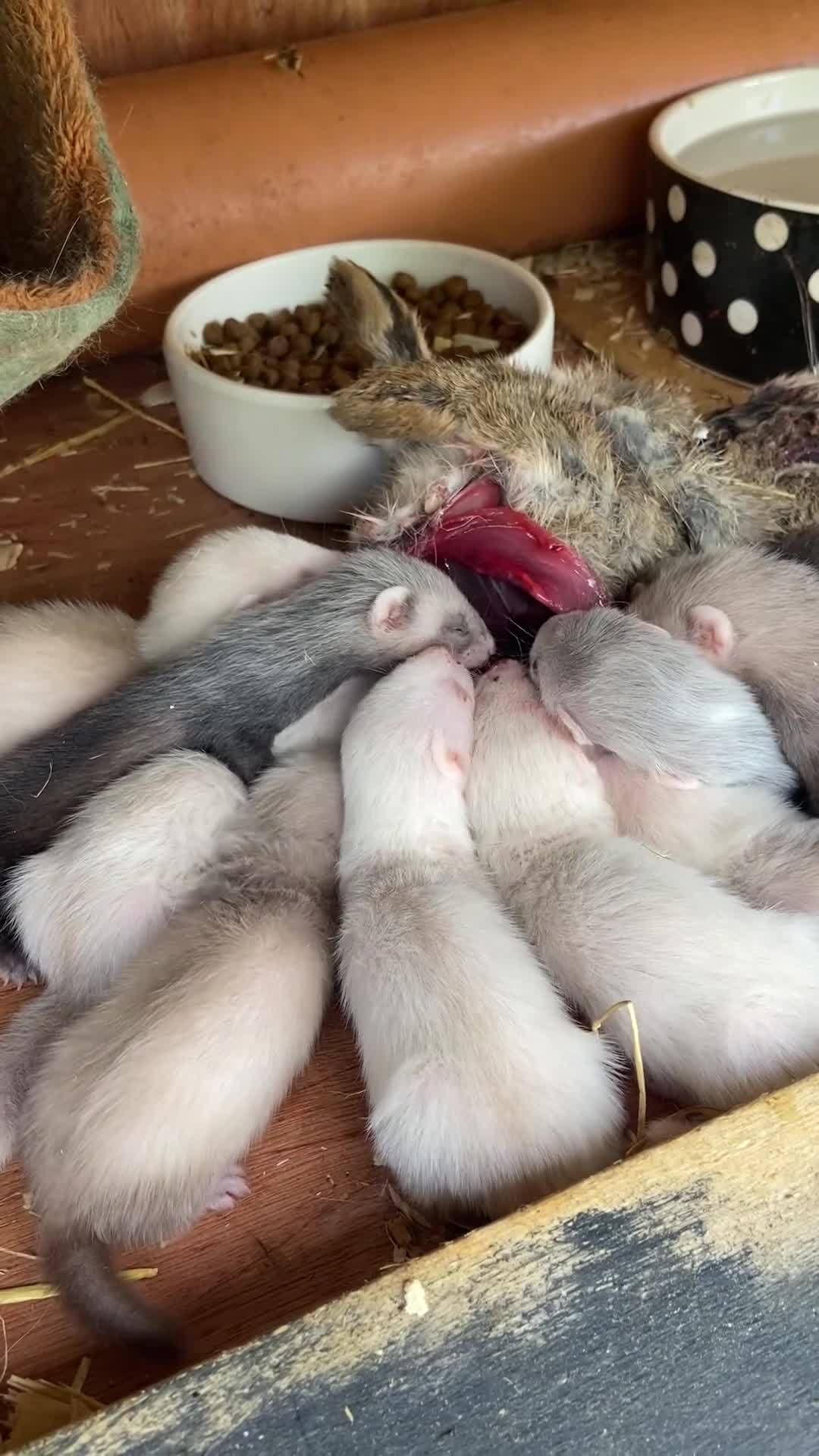 Ferret rodents for sale: Micro ferrets  in Sandbach - Video 2
