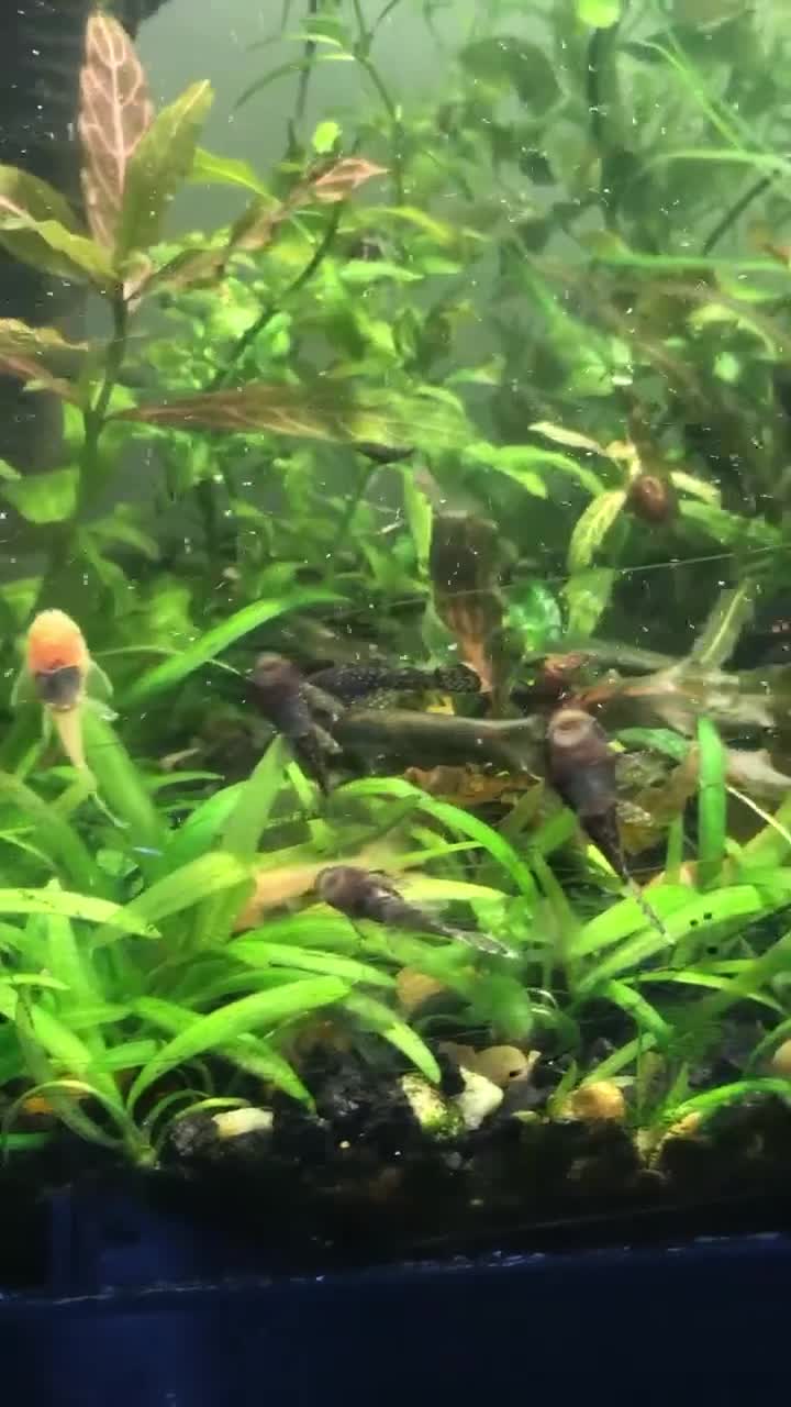 Catfish fish for sale: Various species of Ancistrus.Juveniles and adults. - Video 3