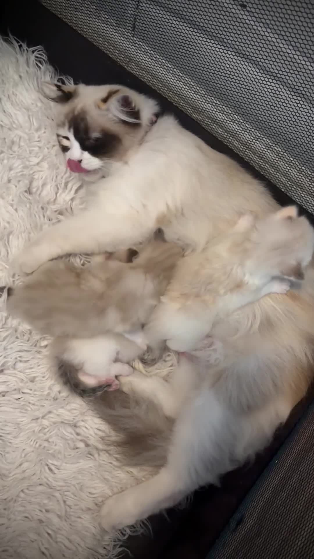 Ragdoll cats for sale: 3 beautiful ragdolls - Video 1