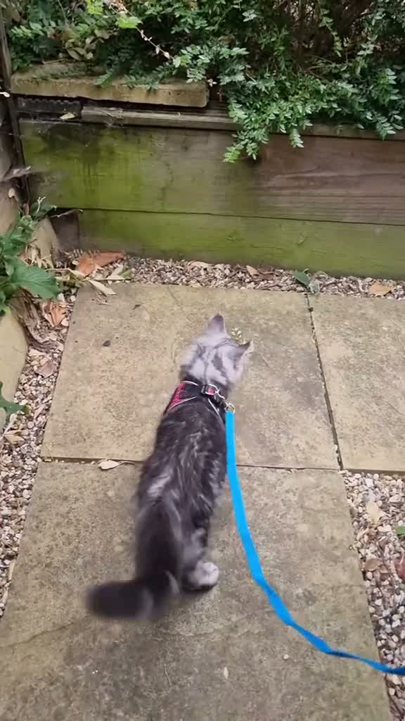 Maine Coon cats for sale: XXL Stunning TICA Reg Kitten - Champion Bloodlines - Video 1