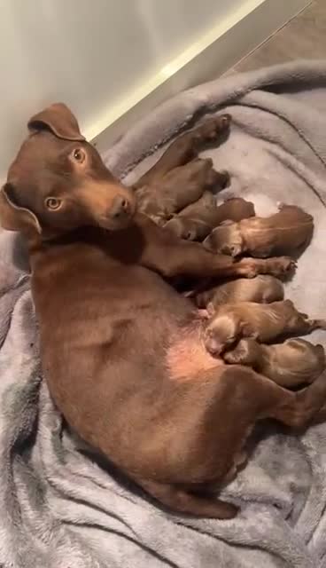 Patterdale Terrier dogs for sale: Patterdale terriers - Video 1