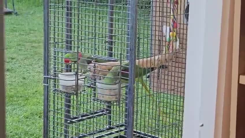 Parrots birds for sale: Alexandrine parrot breeding pair  - Video 1