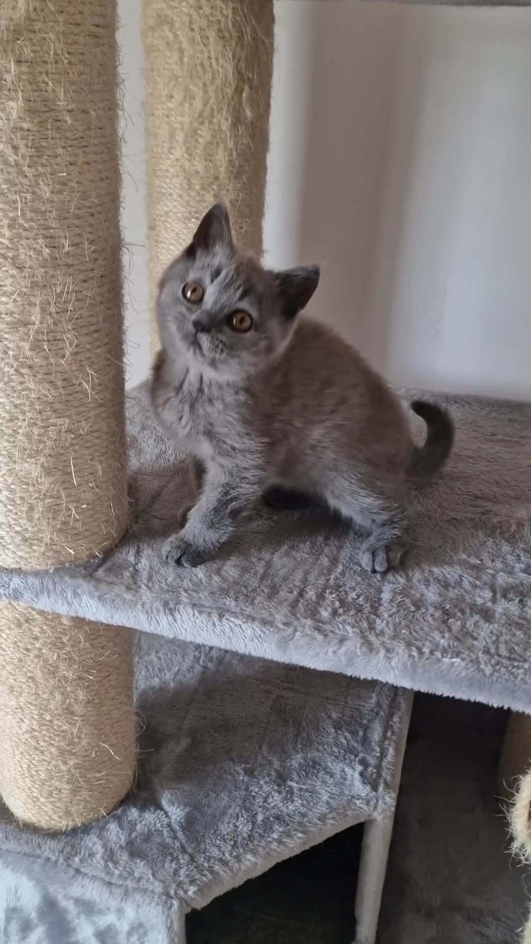 British Shorthair cats for sale: Tica Registered Blue British Shorthair kittens - Video 3