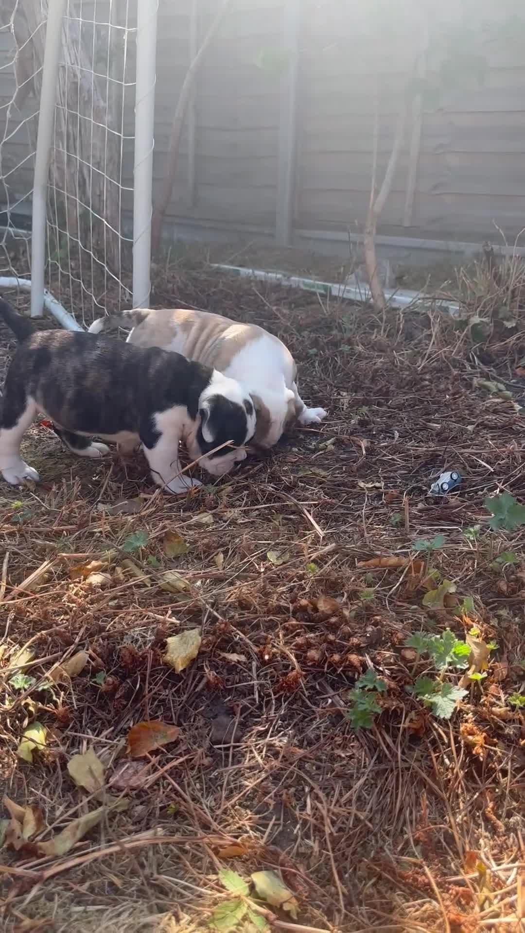 Mixed Breed dogs for sale: Olde English bulldog pups Health tested parents  - Video 2