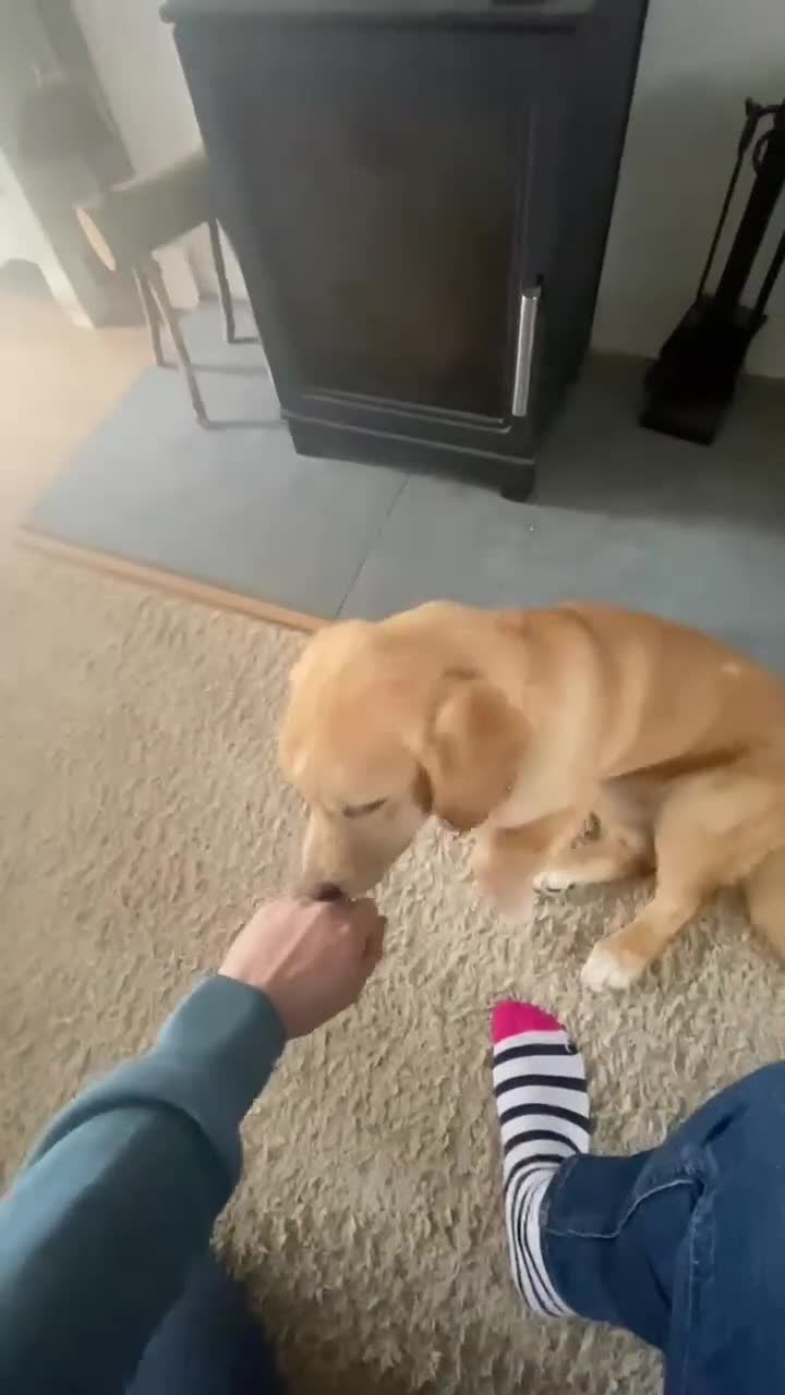 Mixed Breed dogs for adoption: HERSEY  - Video 3