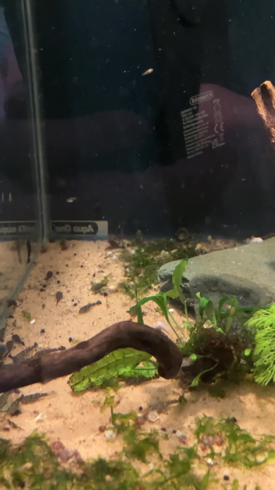 Other/Mixed Breed fish for sale: Fish for rehoming  - Video 1