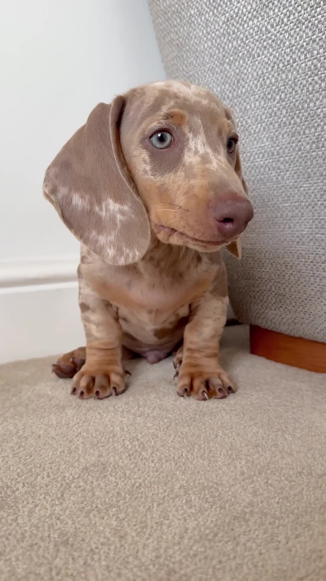 Miniature Dachshund dogs for sale: Male dachshund for sale  - Video 1