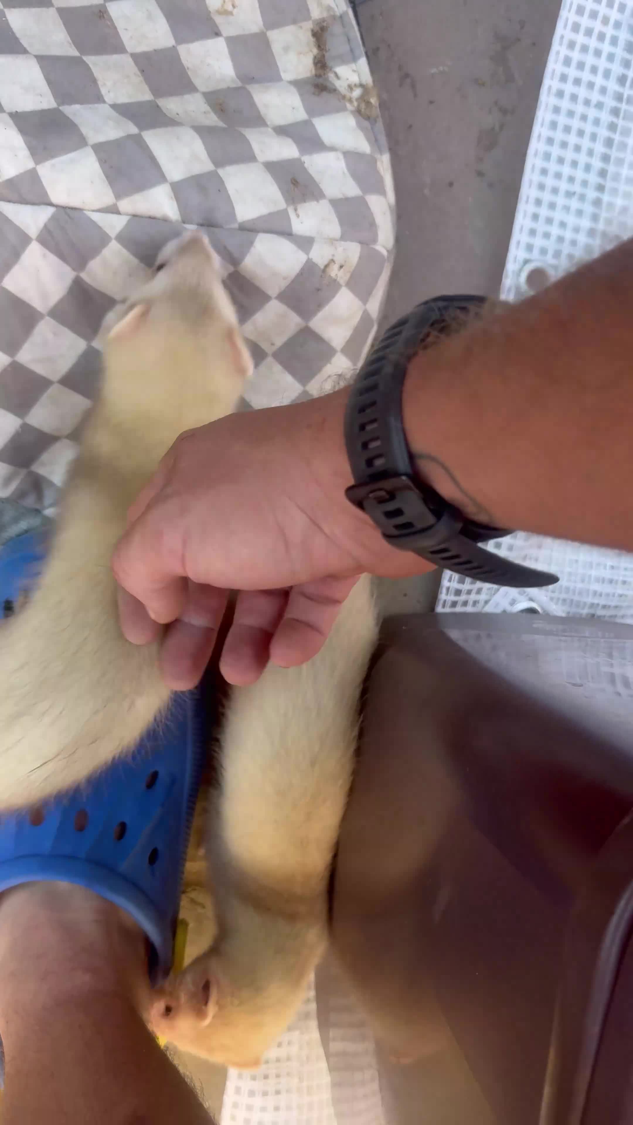Ferret rodents for sale: 14 kits and 1 18month girl in Southampton - Video 1