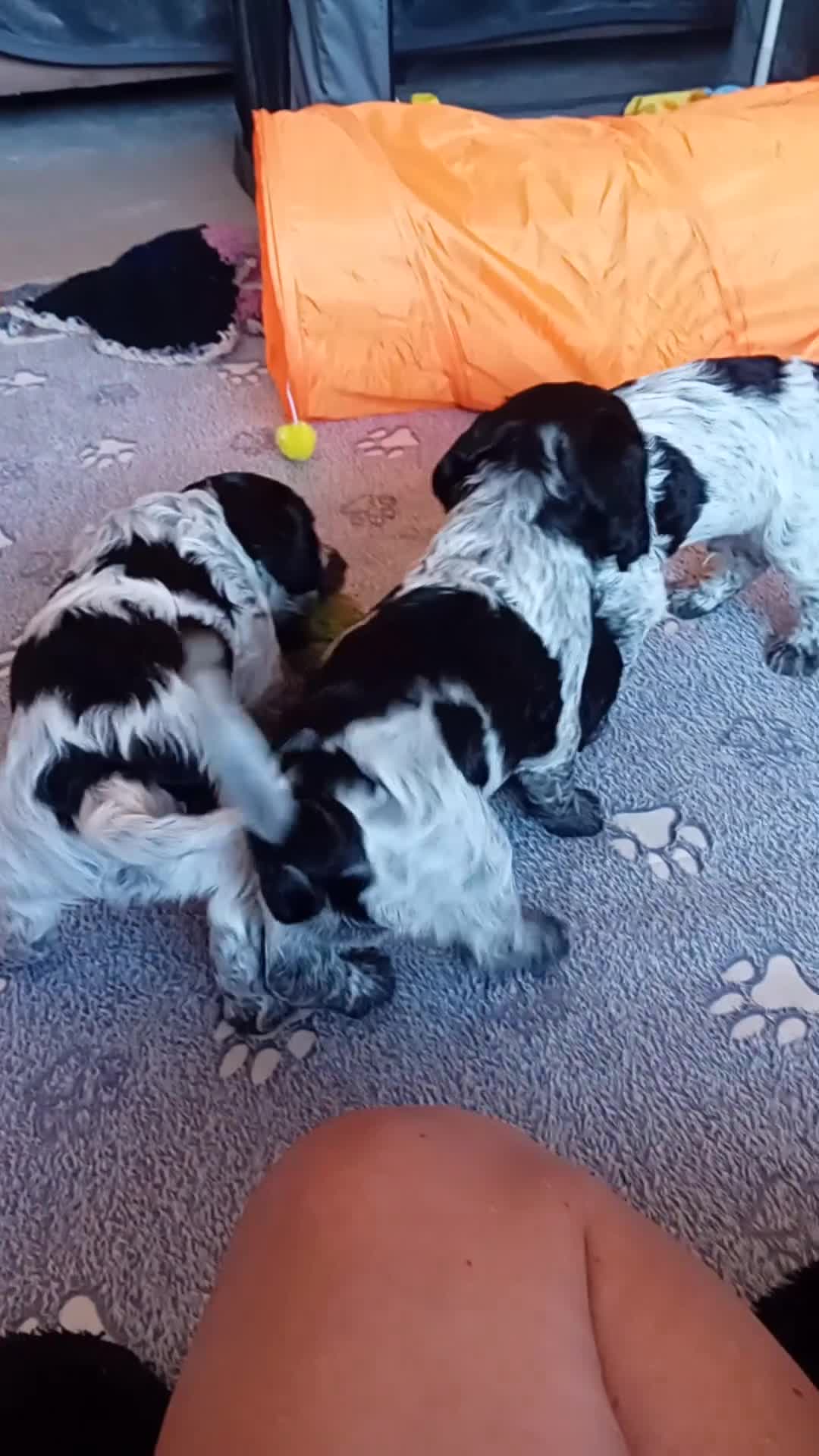 Cocker Spaniel dogs for sale: Stunning Blue Roan Working Cocker Spaniel Puppies in Rugby - Video 5