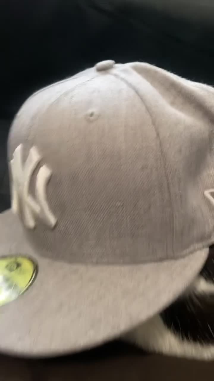 Domestic Shorthair cats for sale: Domestic Shorthair For Sale - Video 3