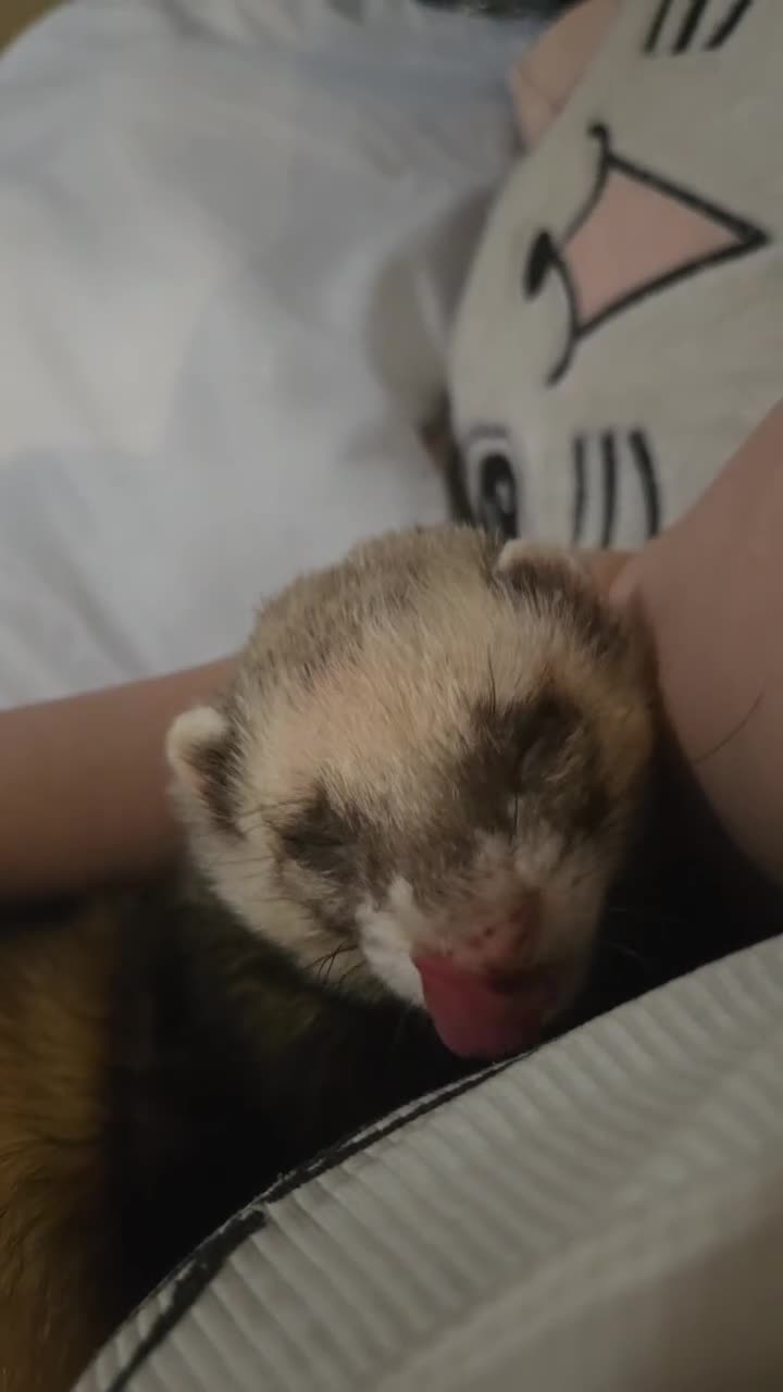 Ferret rodents for sale: One female ferret with cage (area pembrokeshire) in Pembroke Dock - Video 1