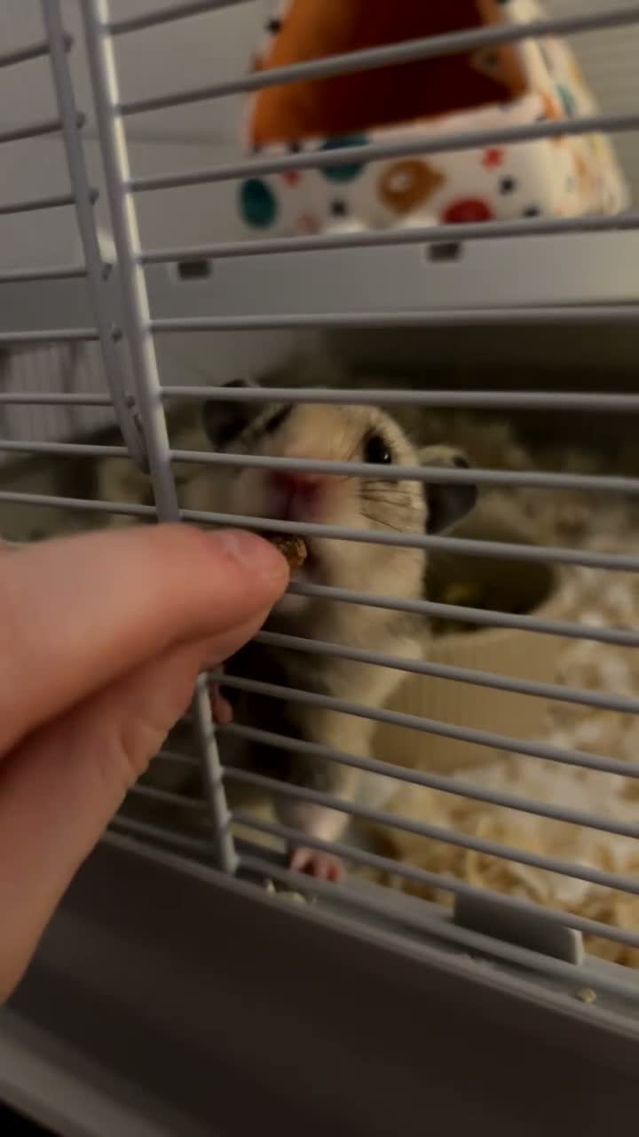 Hamster rodents for sale: Syrian Hamster - Cody - Video 2