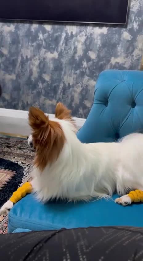 Papillon dogs for sale: Papillon Dog – 2.5 Years Old  - Video 1