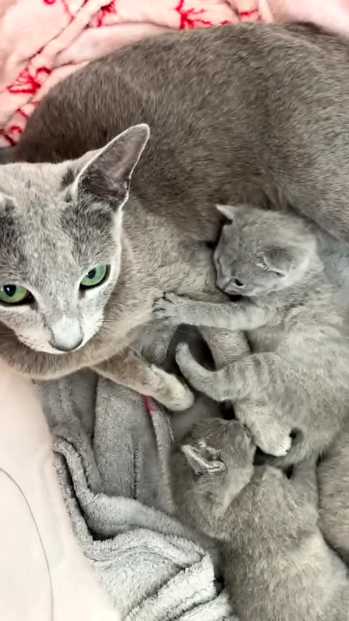 Russian Blue cats for sale: Russian Blue Kittens - Video 1