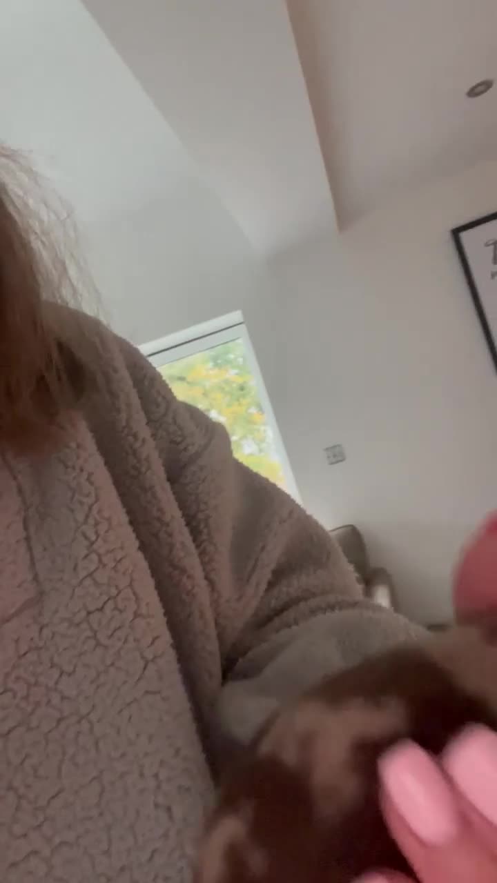 Miniature Dachshund dogs for sale:  Miniature Daschunds . Ready 23rd/24th December  - Video 4