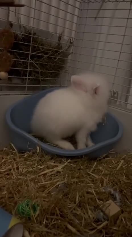 Lionhead rabbits for sale: White pure lion head with blue eyes come with cage - Video 2