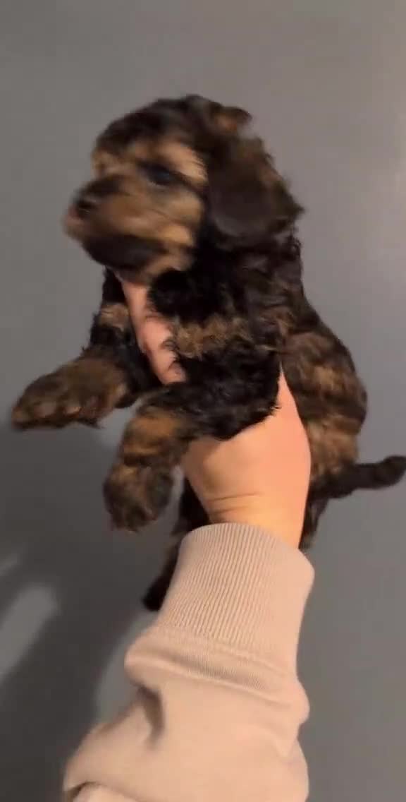 Toy Poodle dogs for sale: Sable toy poodle READY NOW - Video 2