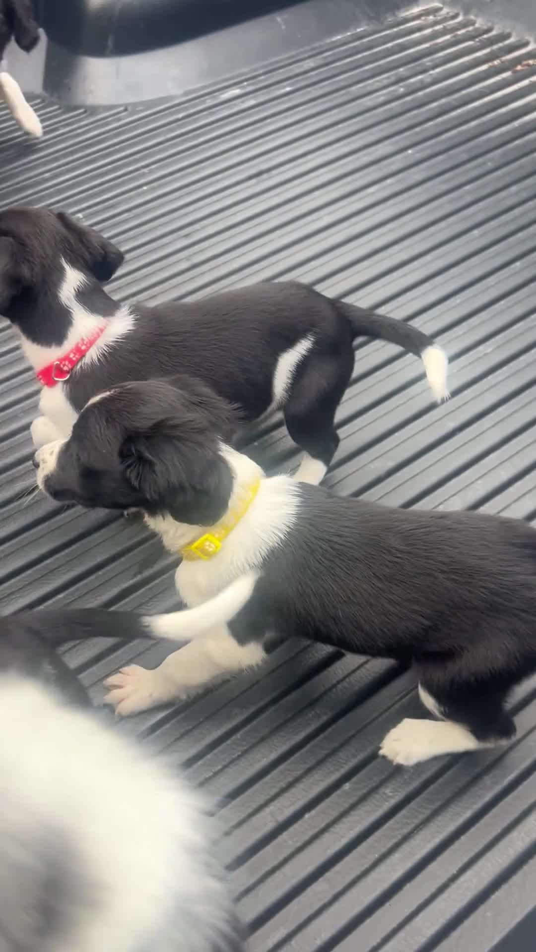 Sprollie dogs for sale: Sprollies in Bala - Video 1