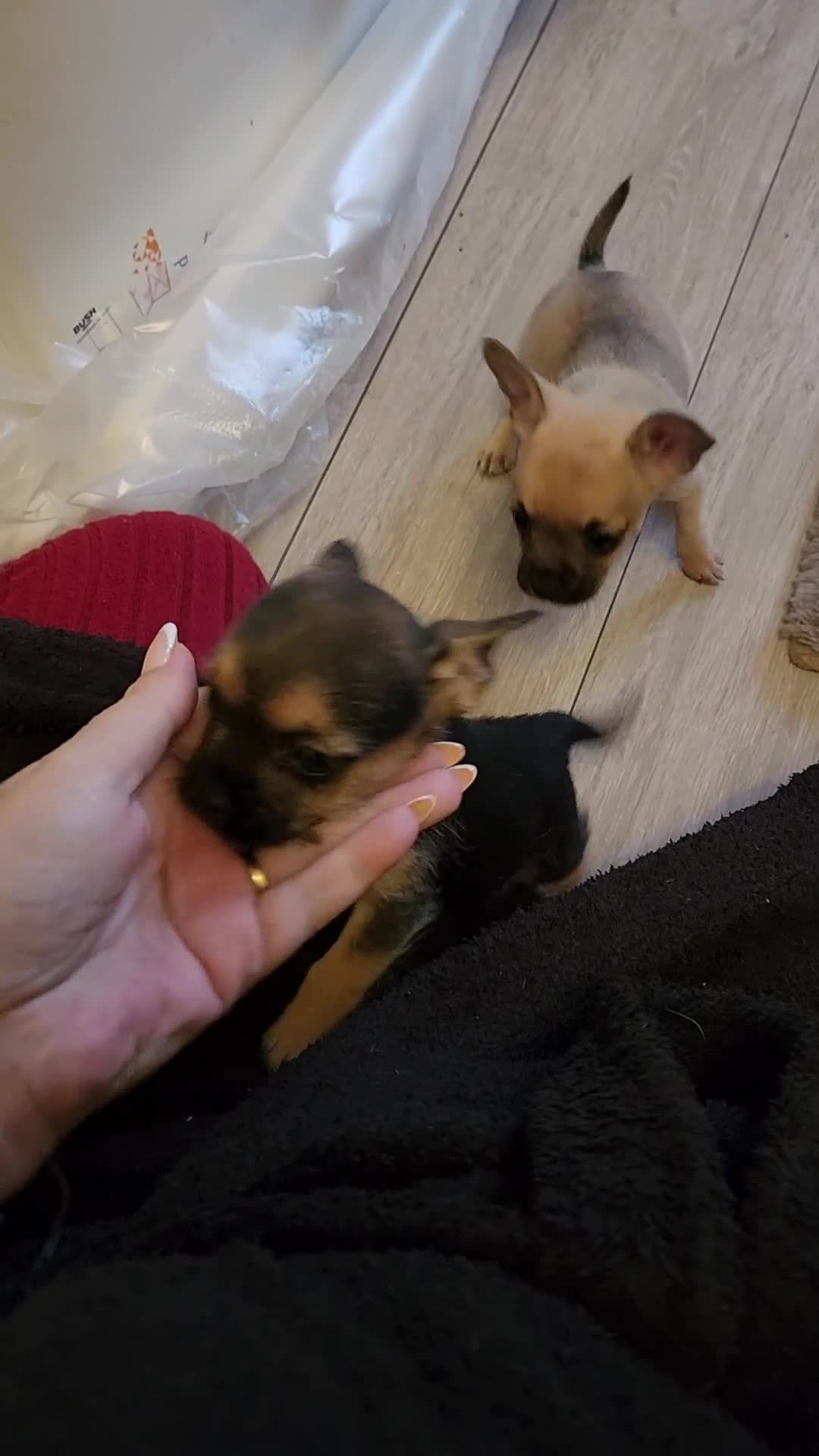 Mixed Breed dogs for sale: Frenchi yorkie pom - Video 1