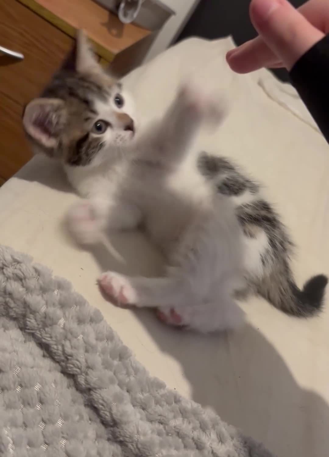 British Longhair cats for sale: British longhair kittens - Video 2
