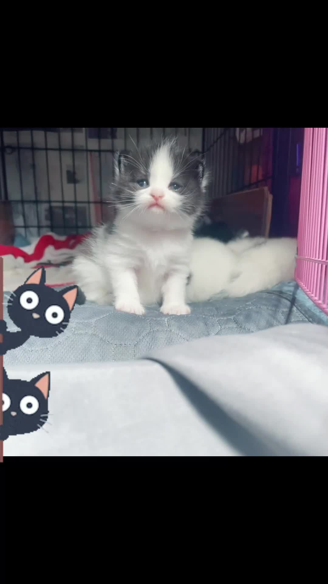 Mixed Breed cats for sale: ⭐️ 🐾🖤 KITTENS, BLACK AND WHITE, BOYS 🐾 ⭐️ - Video 1