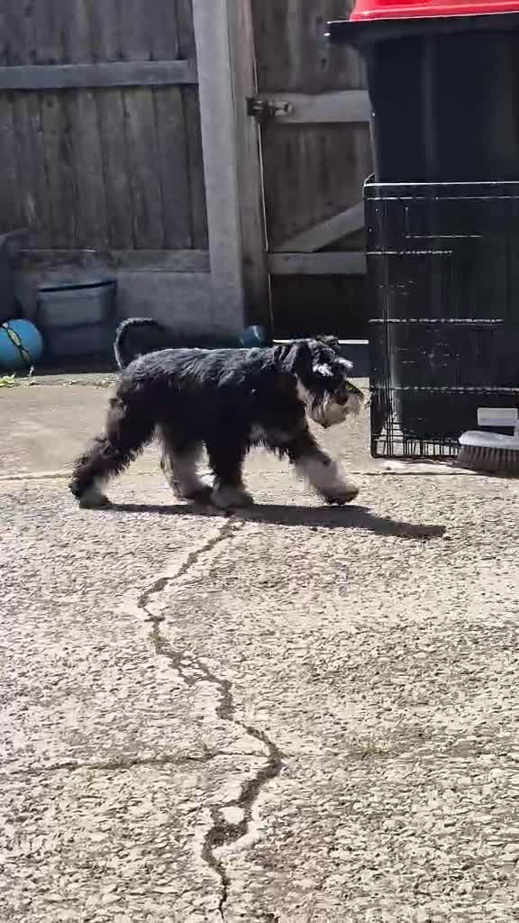 Miniature Schnauzer dogs for sale: Beautiful girl - Video 1