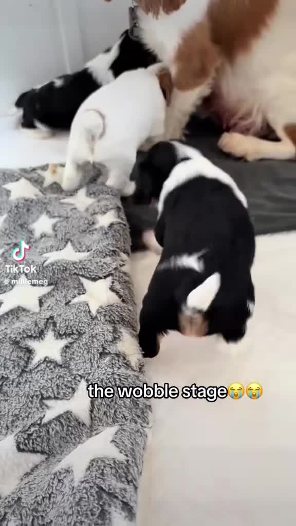 Cavalier King Charles Spaniel dogs for sale: DNA Health Tested Cavalier King Charles Puppies in Heathfield - Video 1