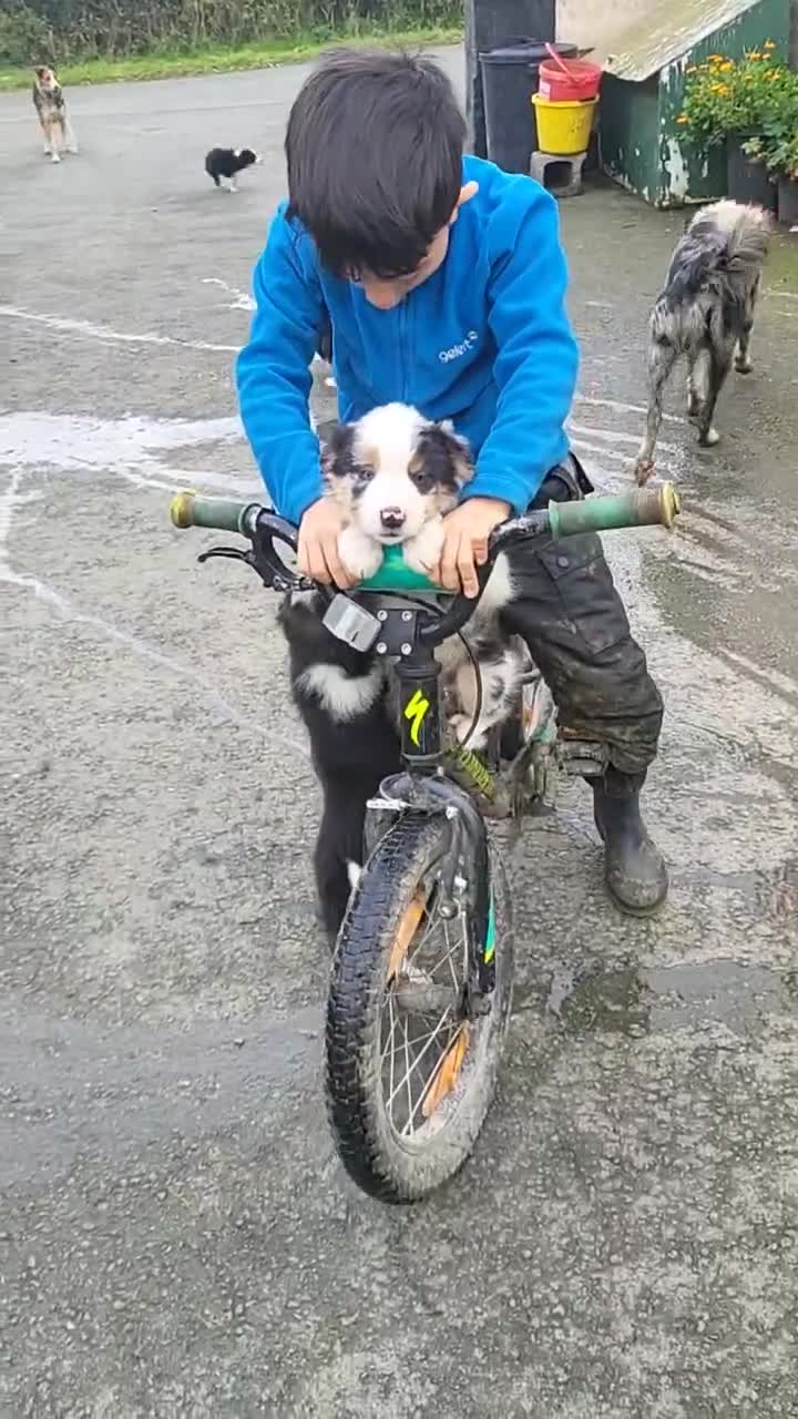 Mixed Breed dogs for sale: 7 Lovely Puppies 2Blue Merle and 5 border Collies. - Video 4