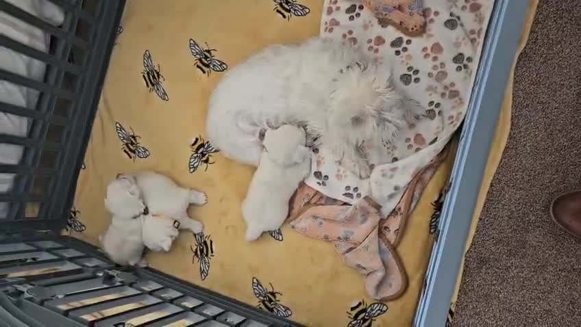 West Highland Terrier dogs for sale: Westie pups in Northumberland in Berwick-upon-Tweed - Video 2