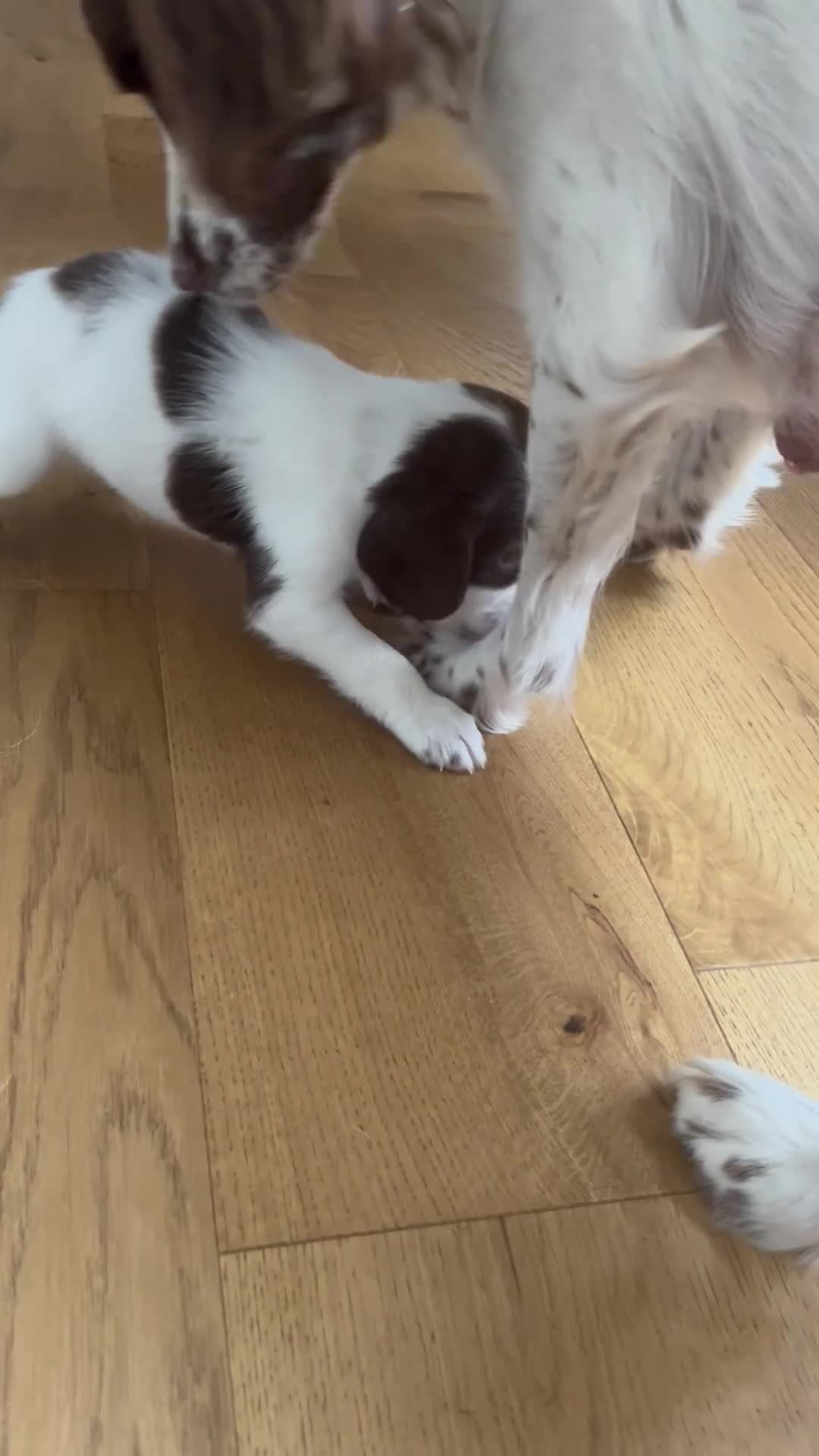 English Springer Spaniel dogs for sale: Exceptional English Springer Spaniel - Video 3