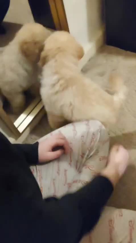 Toy Poodle dogs for sale: Exceptional Toy Poodle Male – Home-Raised, Healthy - Video 1