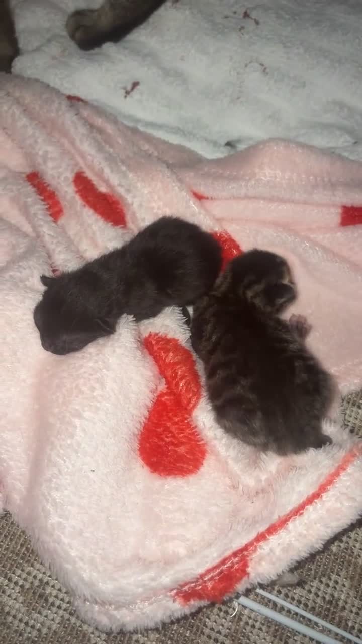 British Shorthair cats for sale: Two female kittens - Video 2