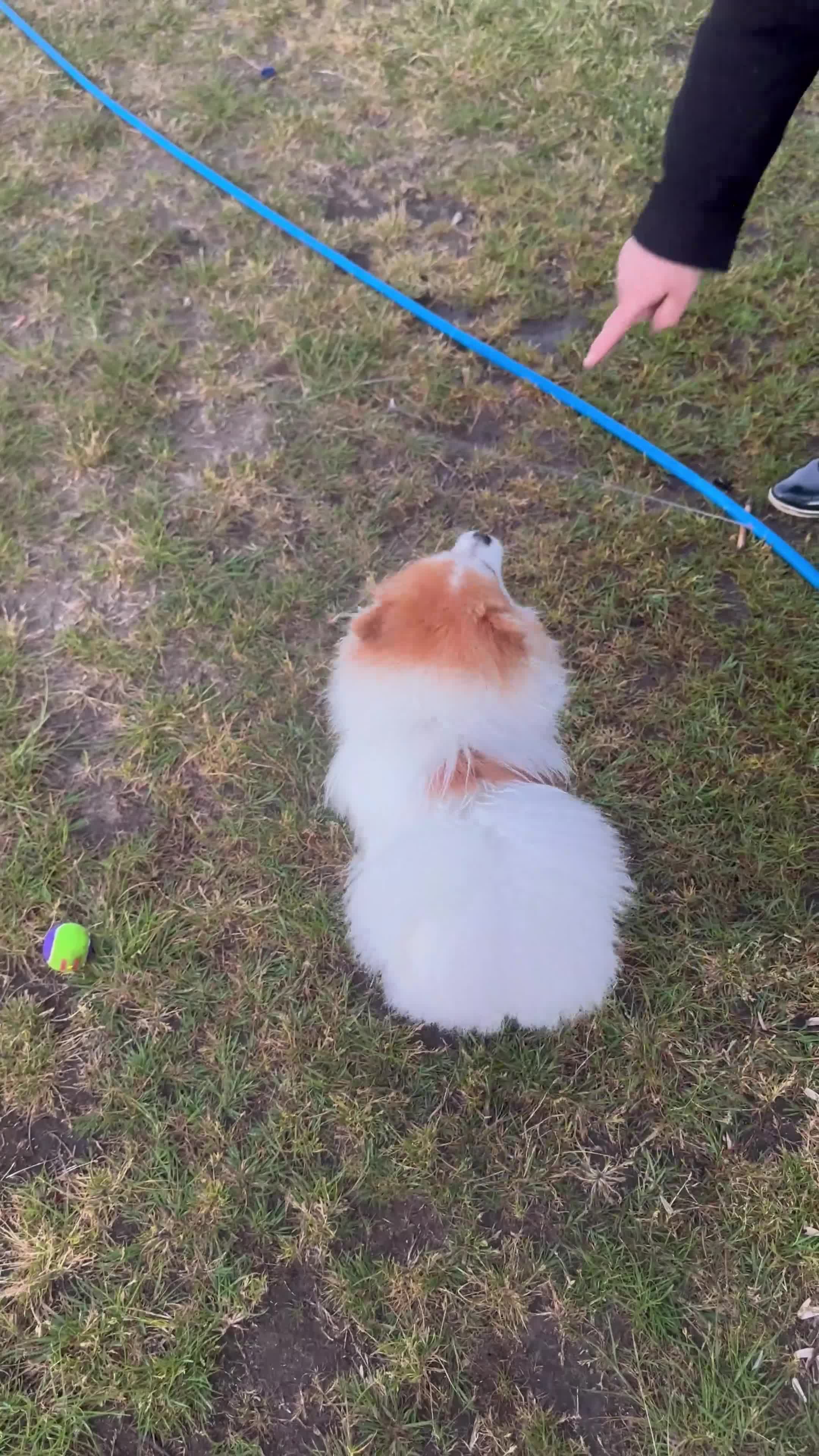 Pomeranian dogs for stud: Lover boy Romeo  - Video 2