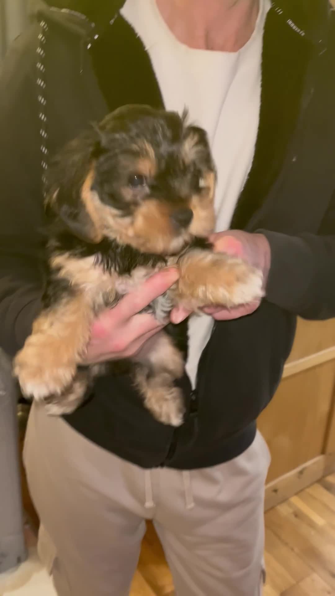 Yorkshire Terrier dogs for sale: READY NOW..PEDIGREE YORKSHIRE TERRIER FOR SALE - Video 1