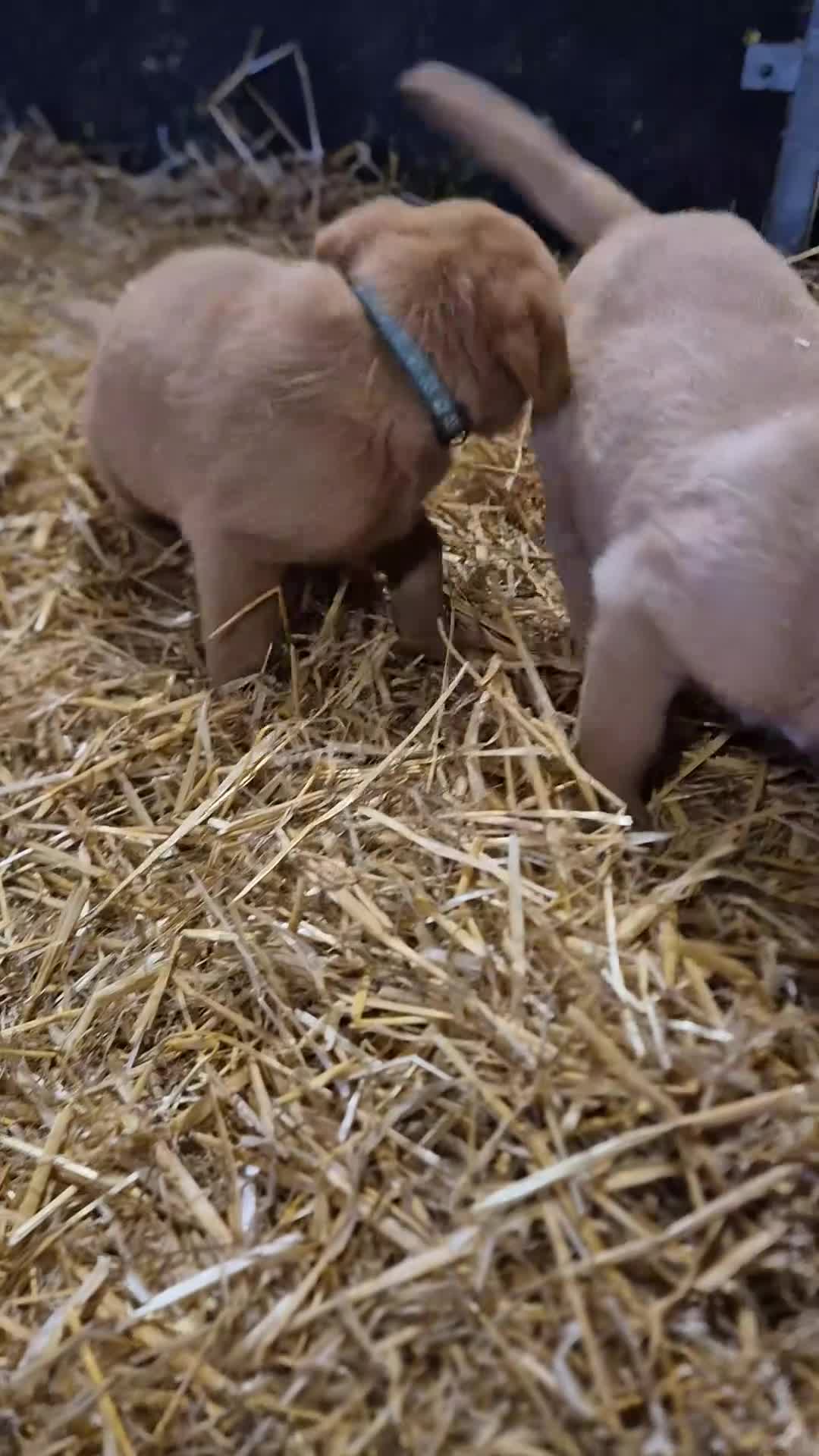 Labrador Retriever dogs for sale: KC Reg Labrador Pups  - Video 1