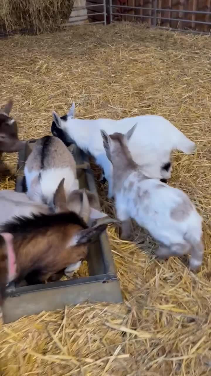 Goats livestock for sale: Gorgeous Pygmy Goat kids for sale in Stroud - Video 1