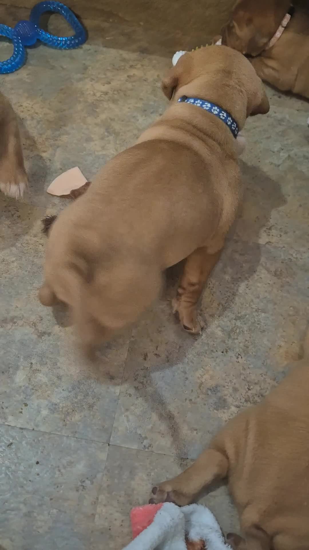 Dogue De Bordeaux dogs for sale: KC Registered Dogue de Bordeaux Puppies-Champion  - Video 1