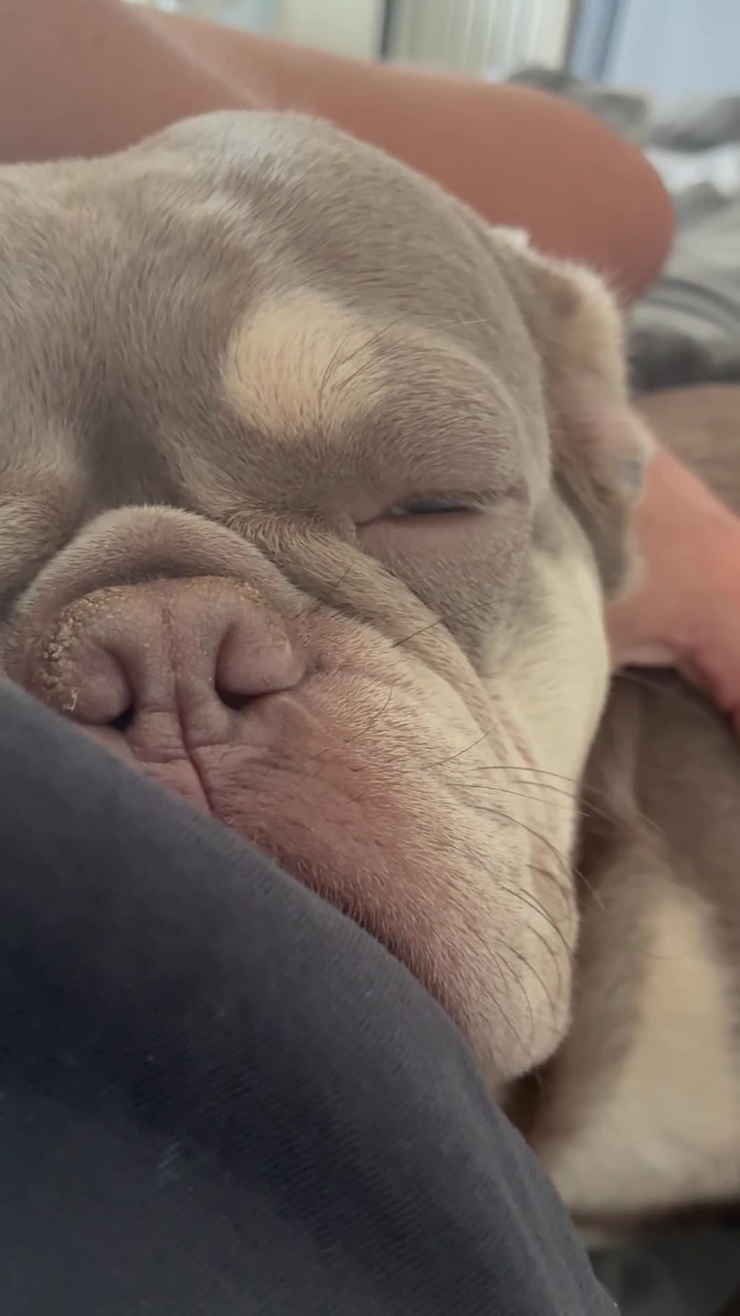 French Bulldog dogs for stud: Munro  - Video 2