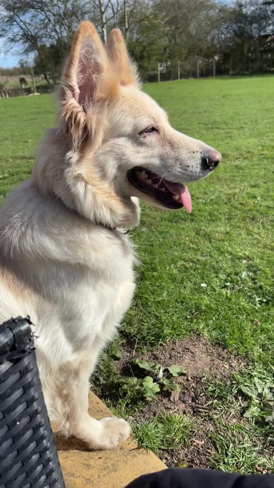 German Shepherd dogs for sale: White Apricot/Cream 3yrs old (2023). - Video 4
