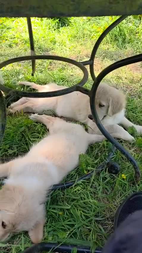 Golden Shepherd dogs for sale: Golden Shepherd puppies ready to go! - Video 4