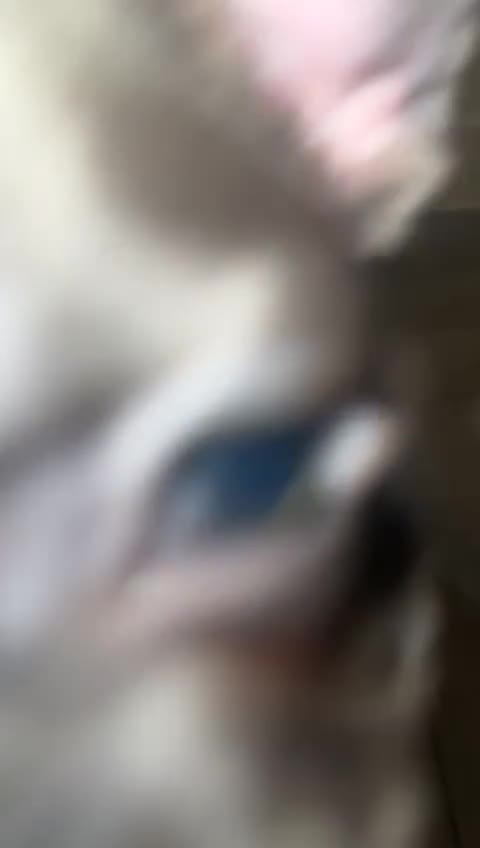 French Bulldog dogs for sale: French bulldogs Puppies - Video 1