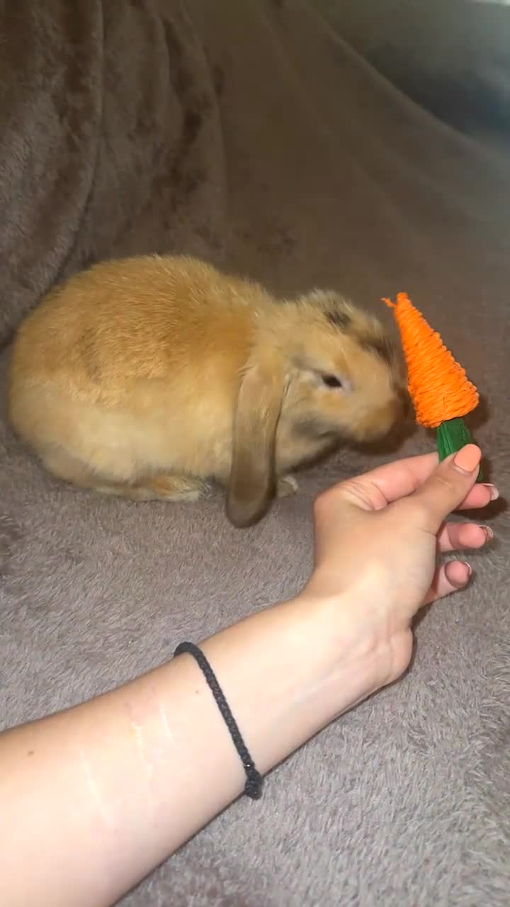 Mini Lop rabbits for sale: Male Mini Lop For Sale - Video 1