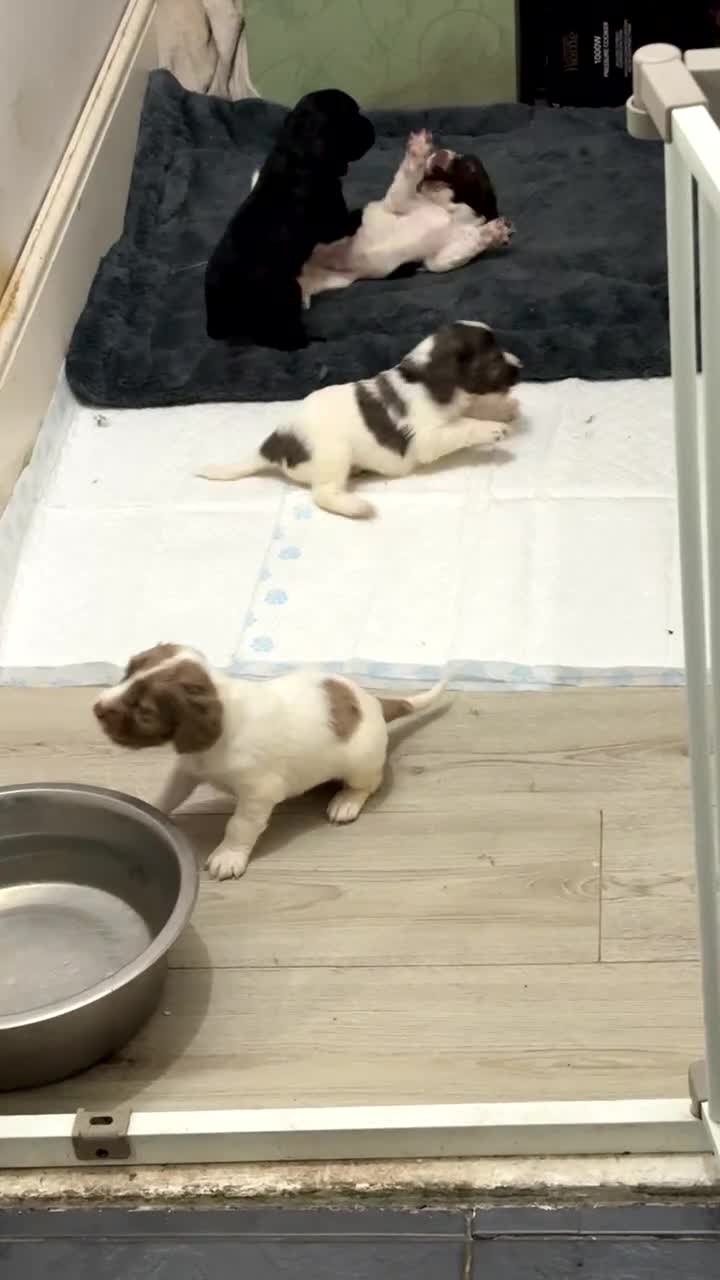 Sprocker dogs for sale: Working sprocker spaniels for sale  - Video 2