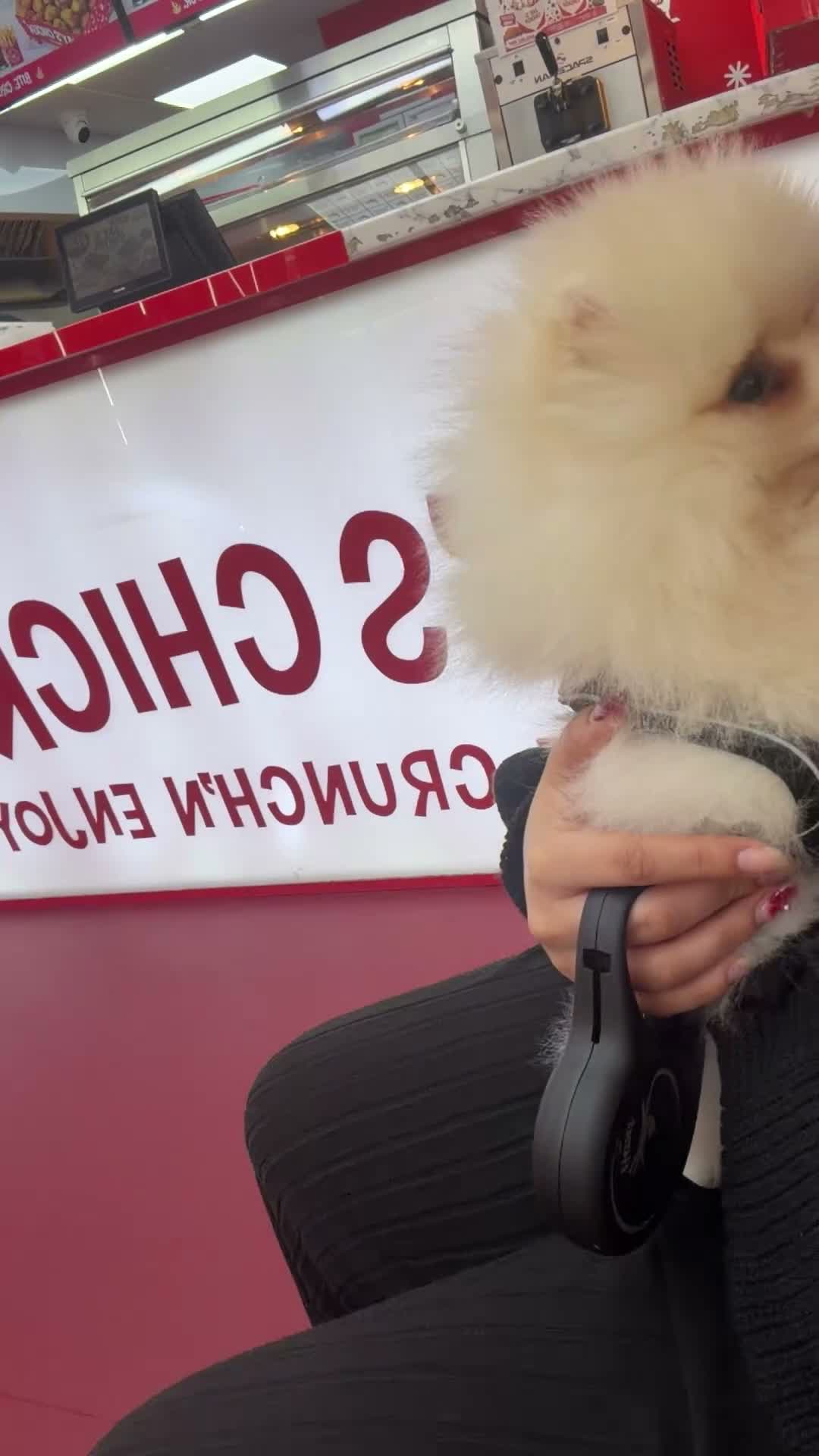Pomeranian dogs for sale: Pomeranian  in Enfield - Video 1